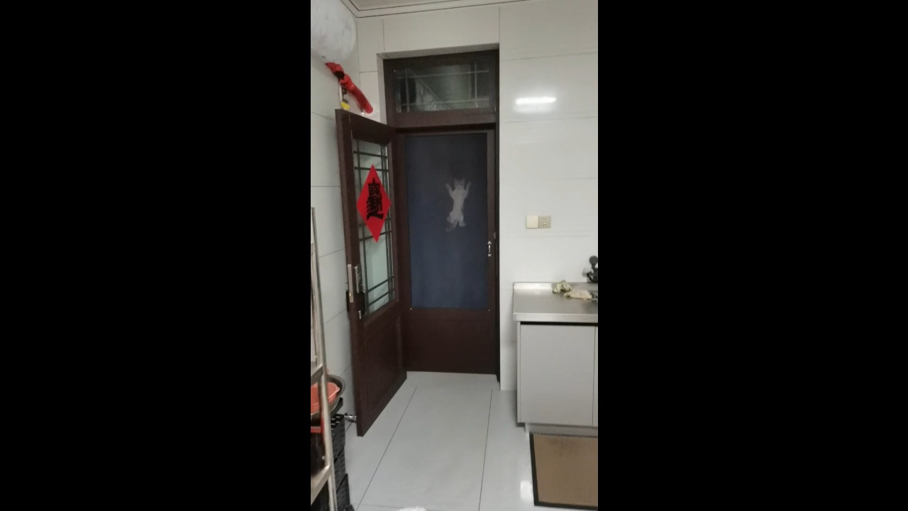 Cat climbs the screen door to get its owner's attention in Jiangsu, China