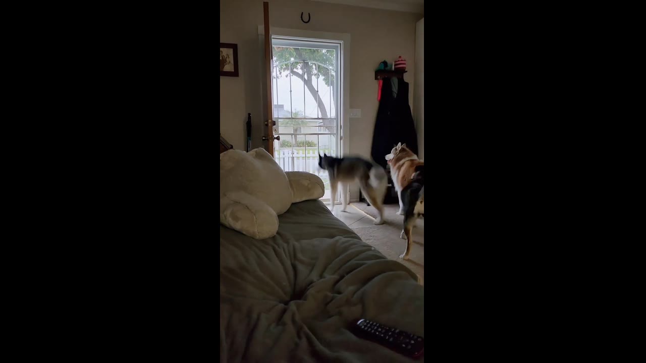 Adorable Teyla: the door-jumping doggo who loves greeting fellow canines