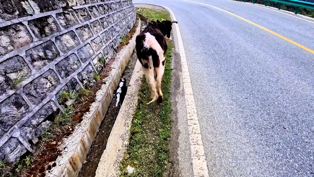 Traveler rescues stranded calf from roadside ditch on Sichuan–Tibet Highway, China