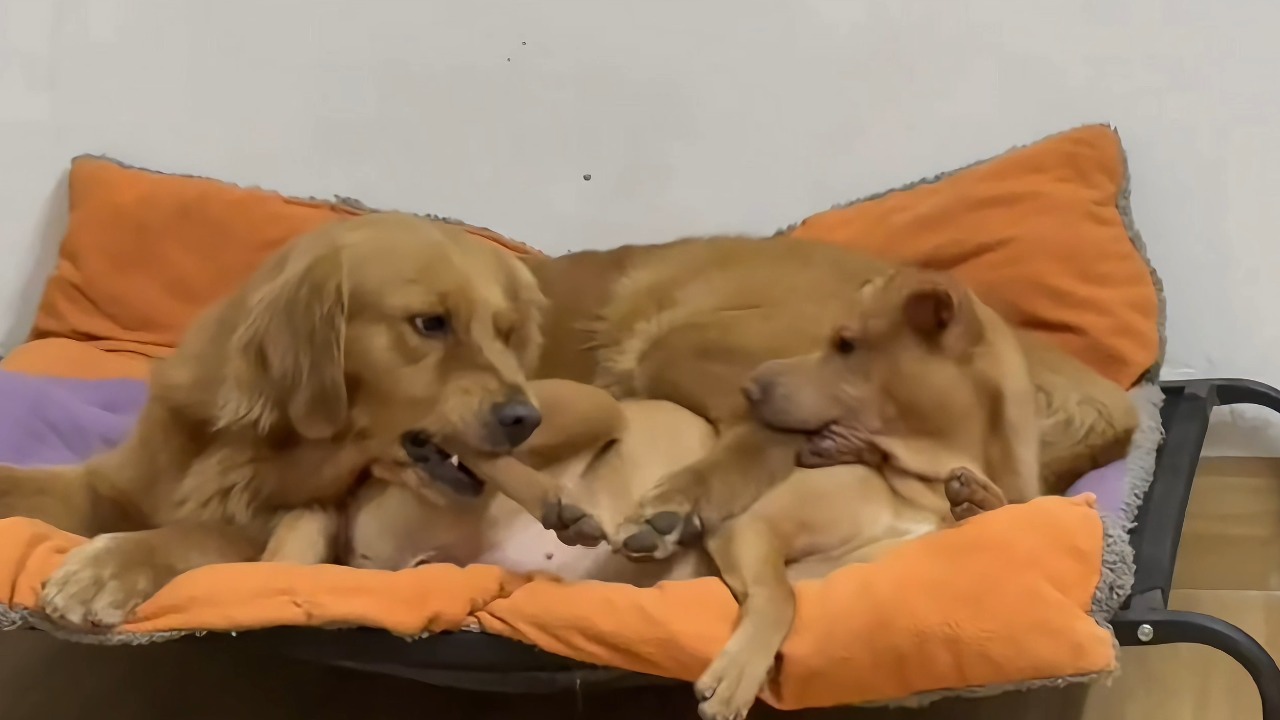 Two dogs engage in a playful tussle over space on a dog bed in Guangdong, China