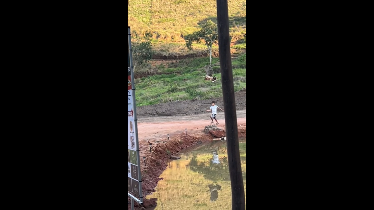 Boy chased by bird in Teresópolis, Rio de Janeiro, Brazil