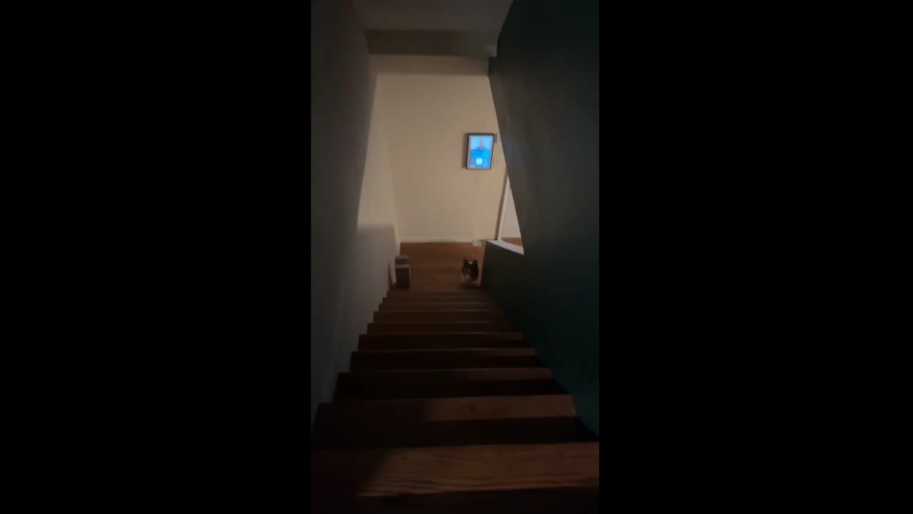 Adorable mishap: Muffin's first staircase struggle in Cincinnati