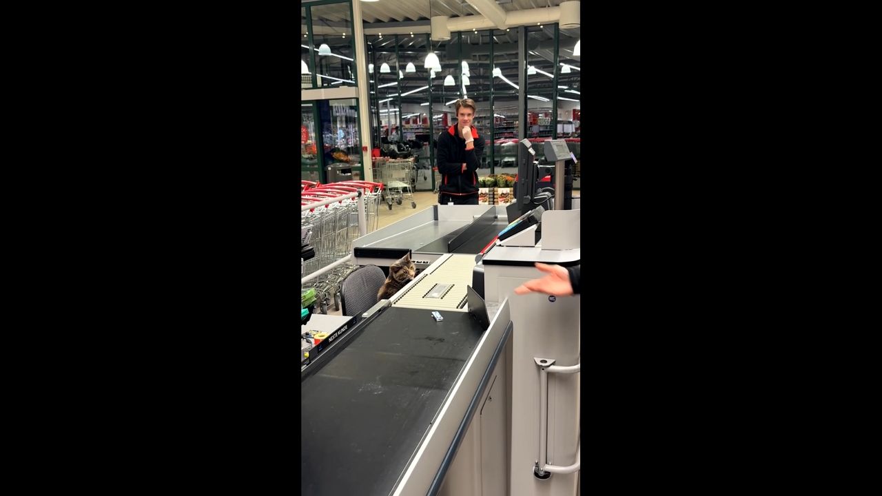 Cat acts as cashier in Valderøy, Norway