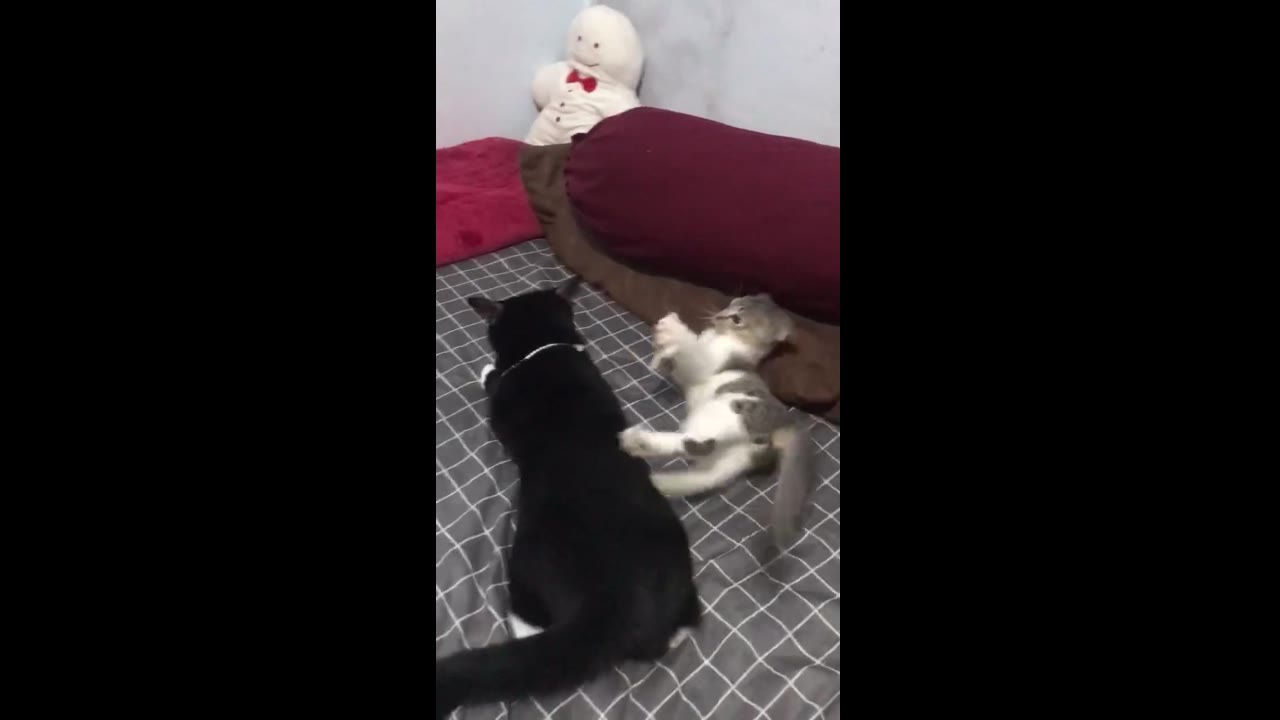 Playful kitten Takjil tries to engage with disinterested adult cat Nob