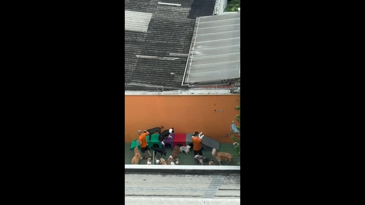 Playful pups: joyful moments at São Paulo dog day care