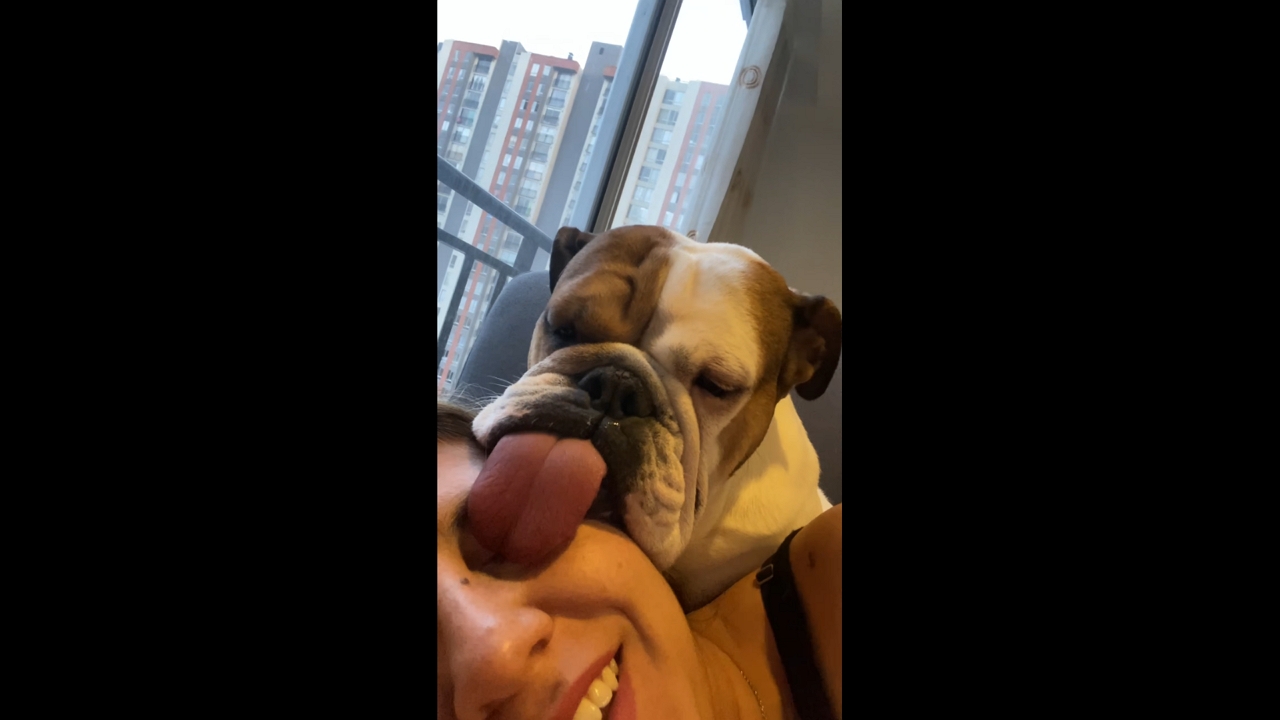 Bulldog smothers owner with love in Bogotá, Colombia