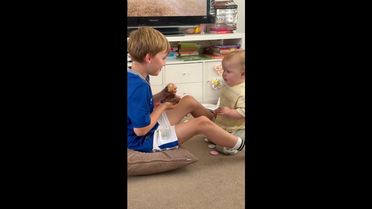 Toddler's persistent cupcake request ends with big brother sharing a bite in Wiltshire, England, UK