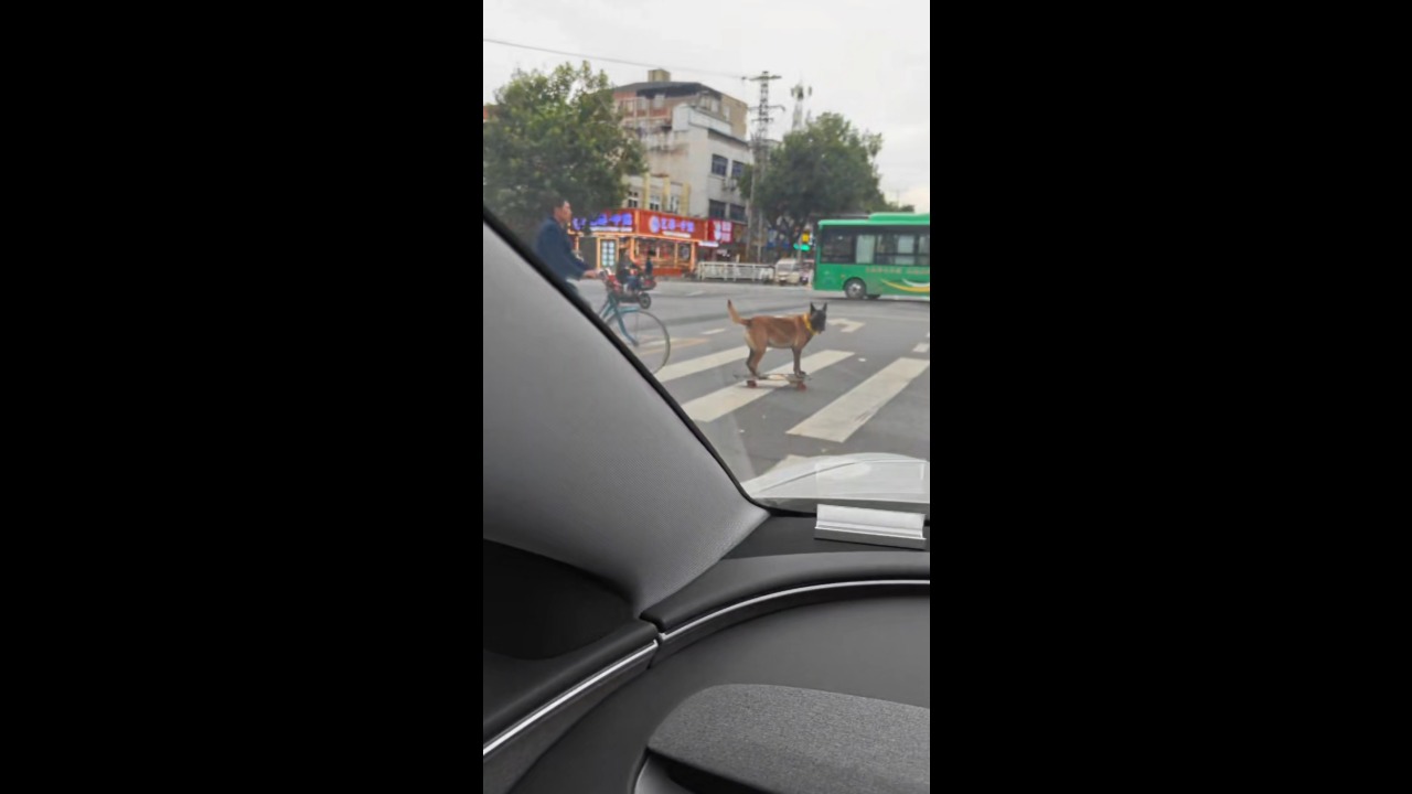 Adorable dog rides a skateboard across an intersection alongside a cyclist in Jiangsu, China