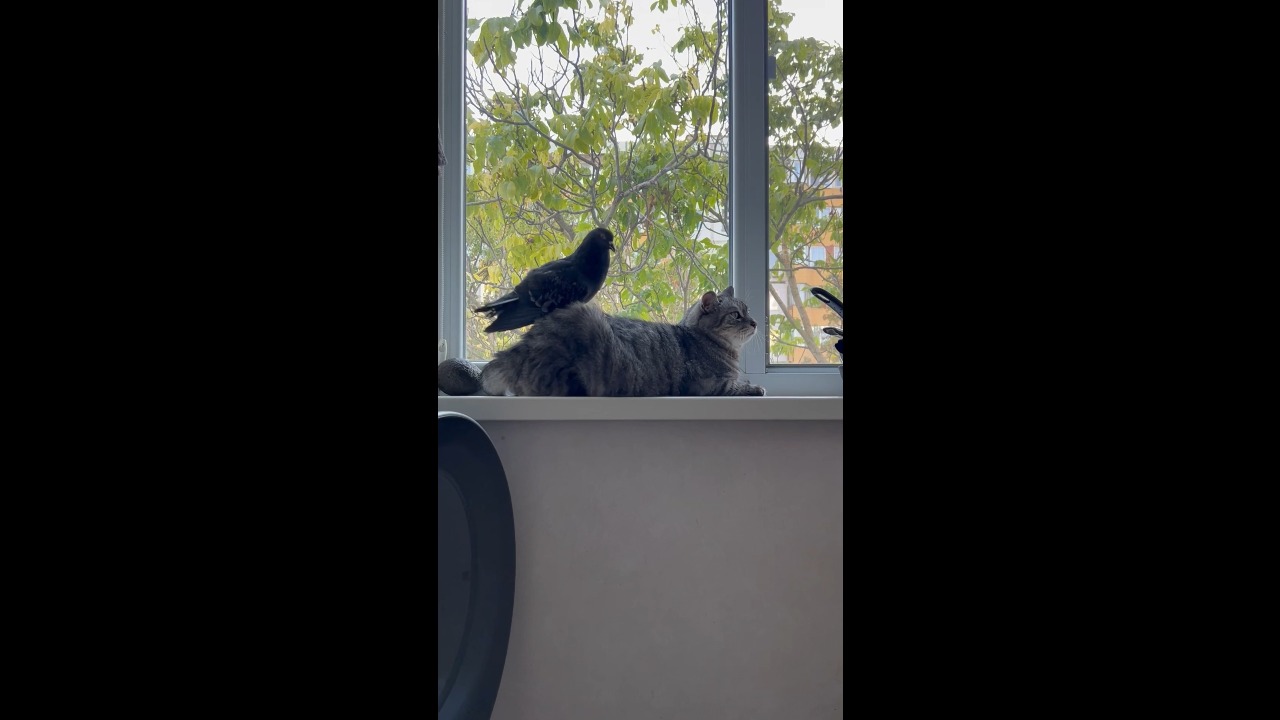 Cat playfully nibbles pet pigeon during a windowsill interaction in Bender, Moldova