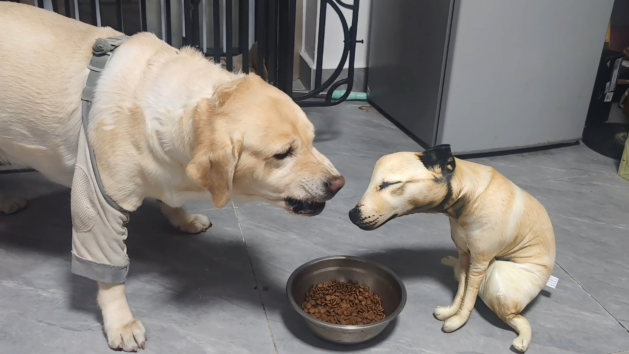 Labrador gets into a standoff with a realistic fake dog over a food bowl in Guangdong, China