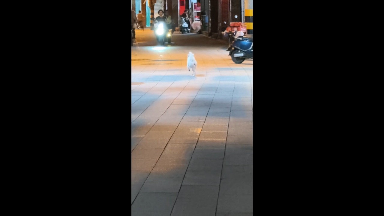 Dog runs down a street at night while repeatedly stretching its hind legs outward in Fujian, China