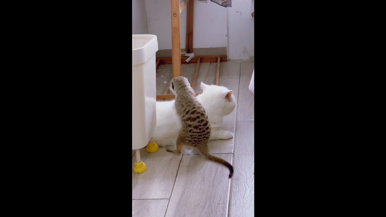 Mischievous meerkat keeps pawing at a white cat while it grooms itself in Haikou, China