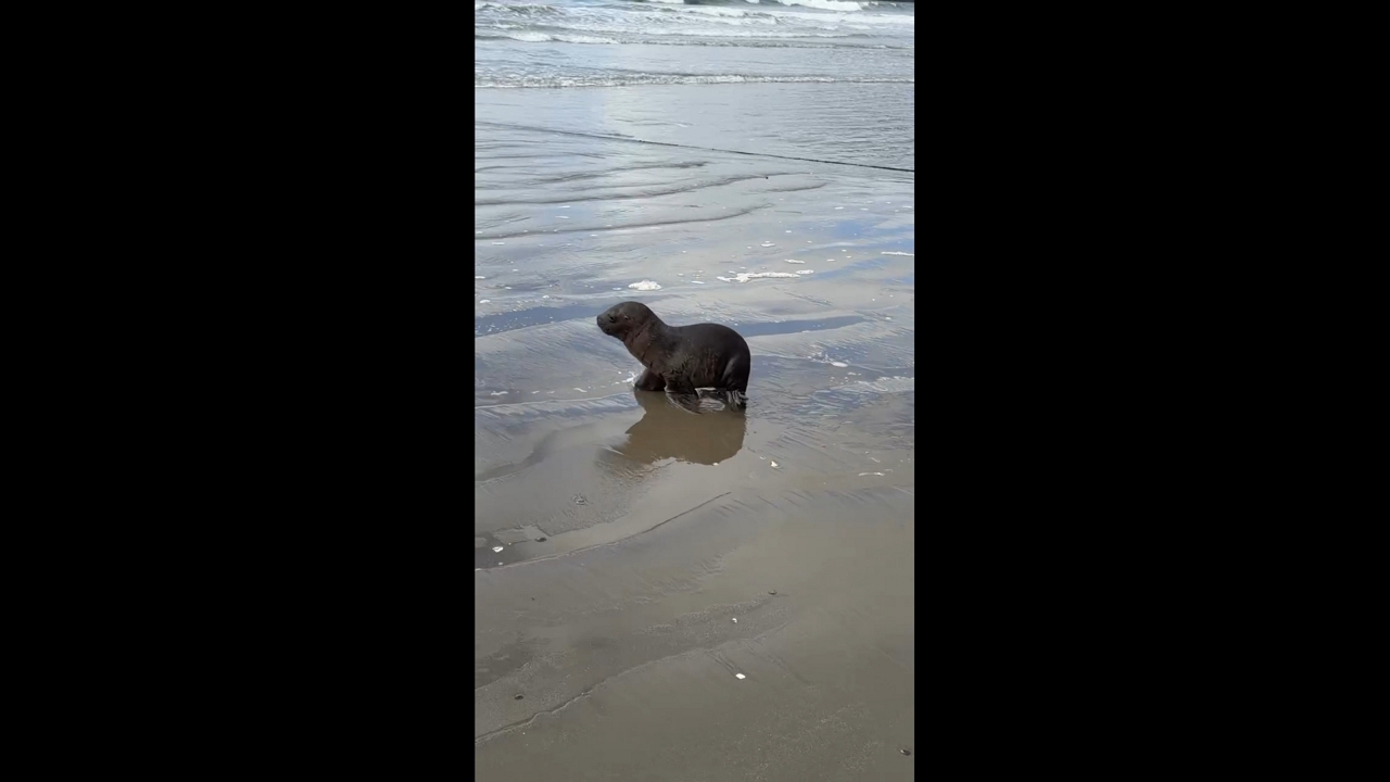 Sea lion pup spotted walking along shore in Ancud, Chiloé, Chile