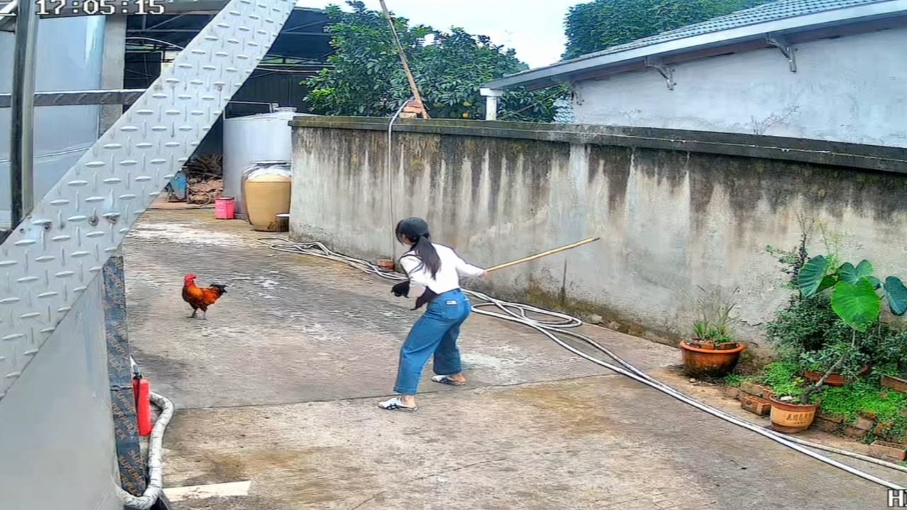 Woman fends off an aggressive rooster with a wooden stick on a road in Sichuan, China