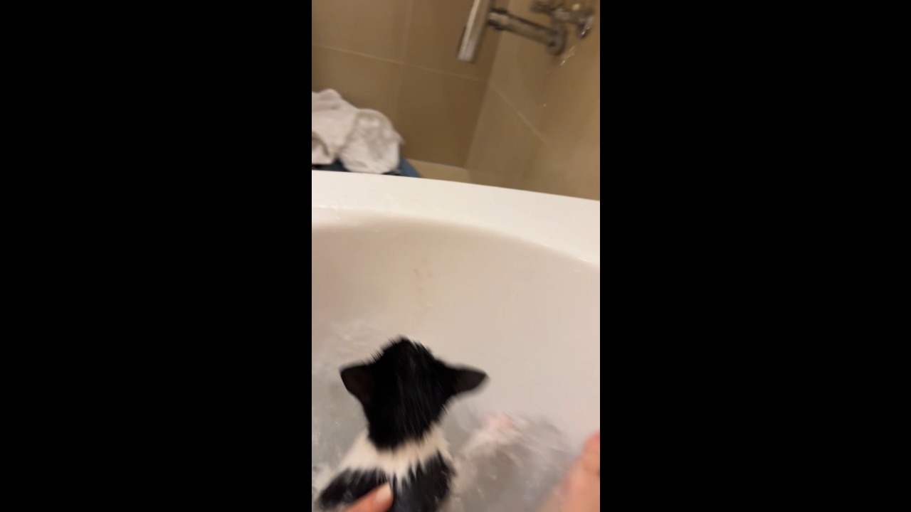 Curious kitten takes an unexpected dip in the bathtub in Wiener Neustadt, Austria