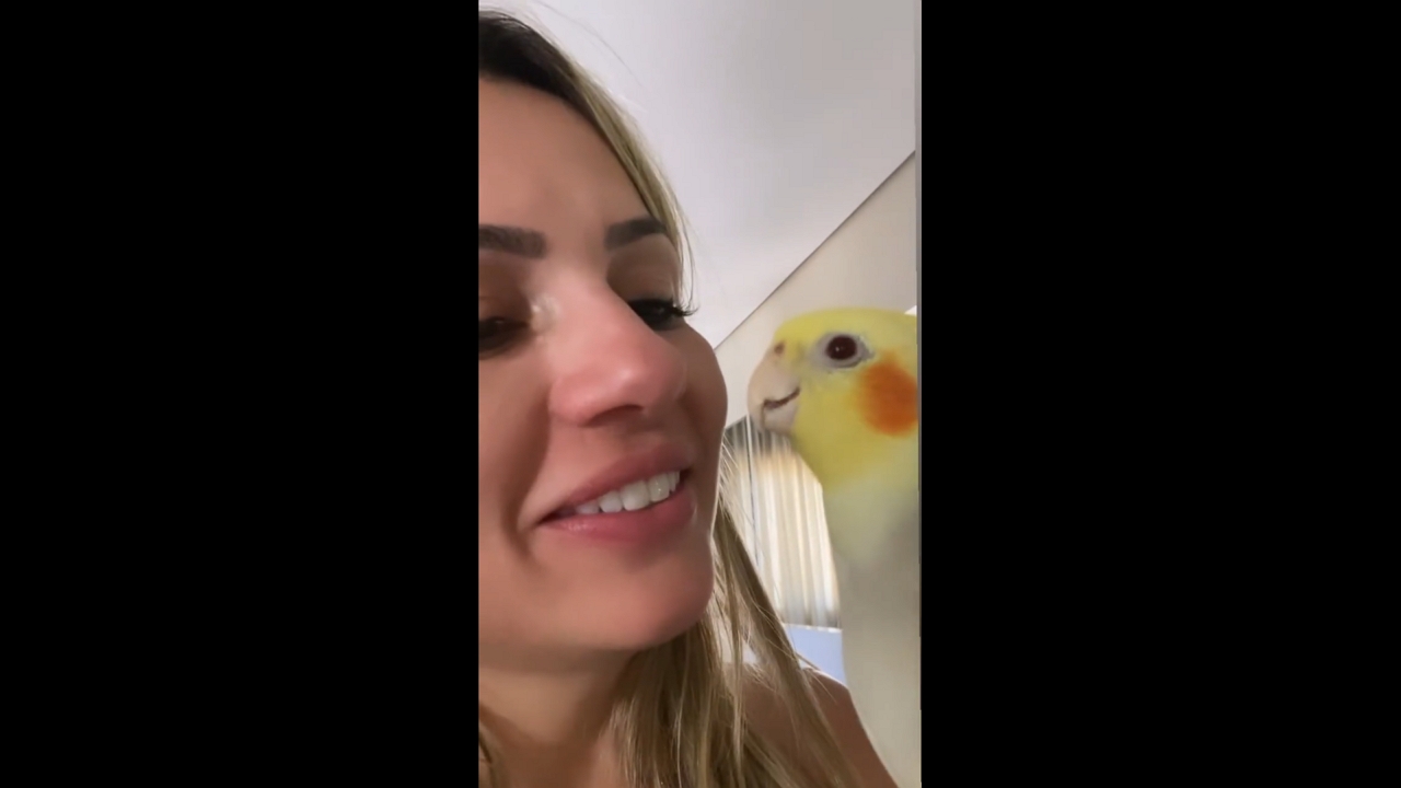 Cockatiel warmly kiss and greets owner returning from trip in Goiânia, Brazil