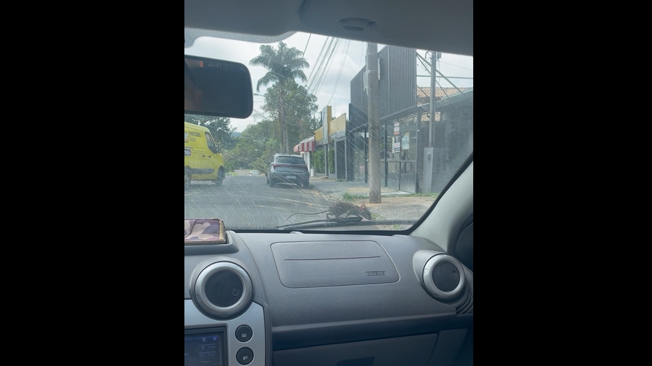 Rat on windshield while driving in Santo Antônio de Posse, Brazil