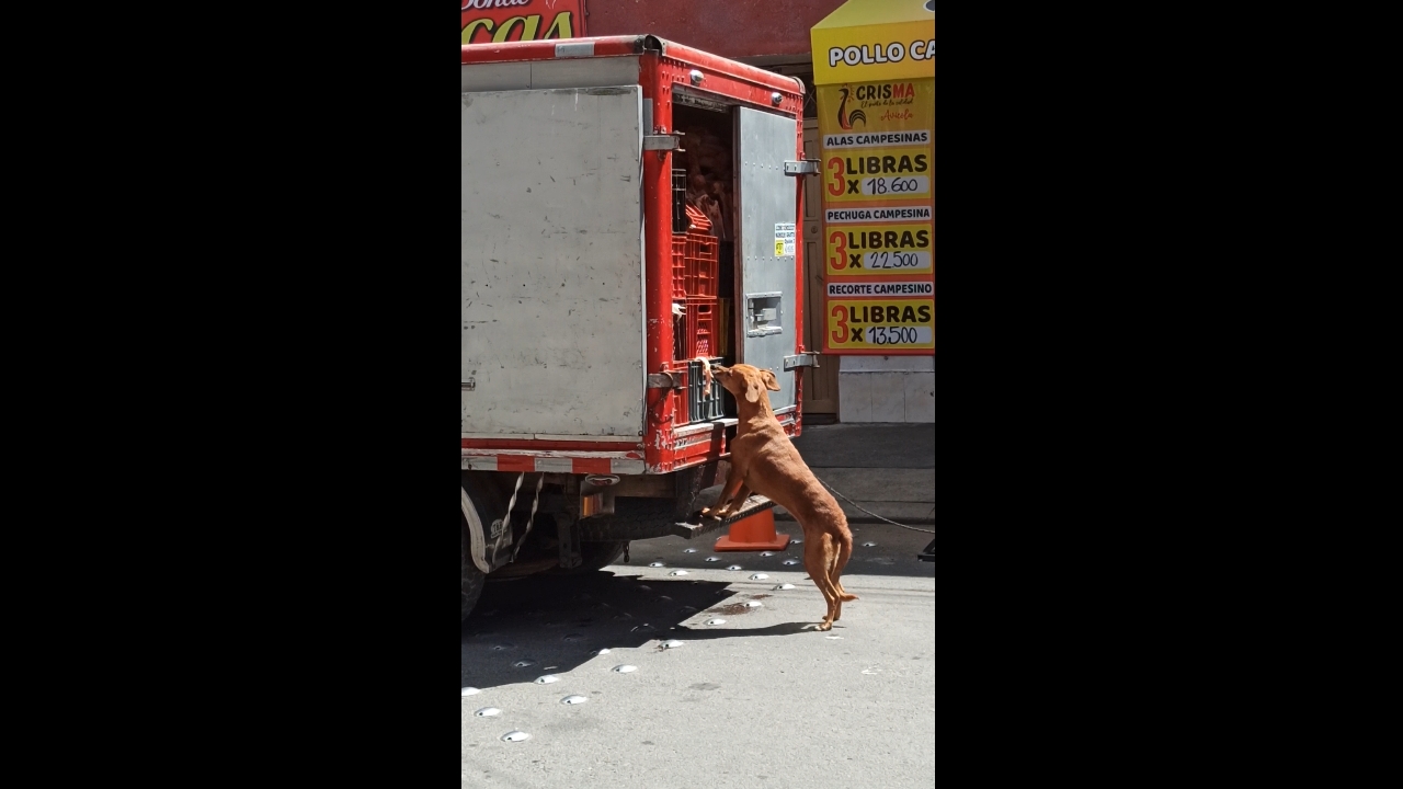Stray dog attempts to steal meat from open truck in Bogotá