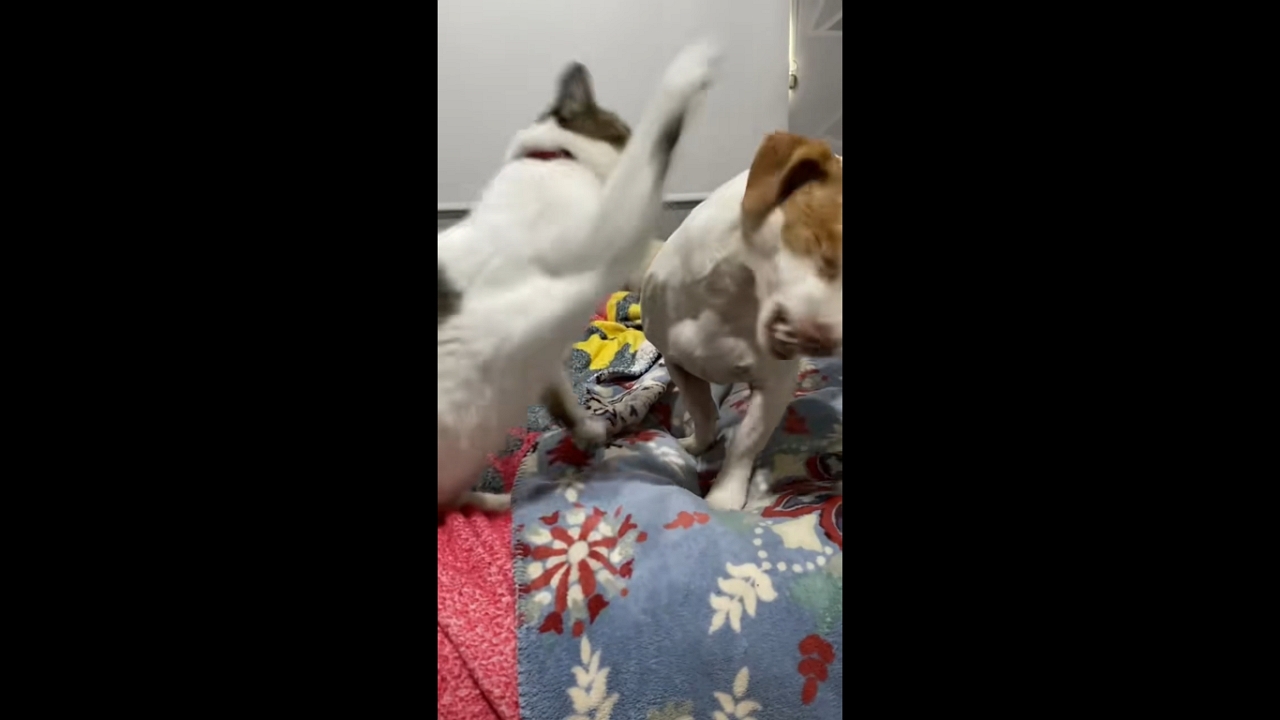 Cat suddenly attacks dog while resting on bed in Yucatán, Mexico