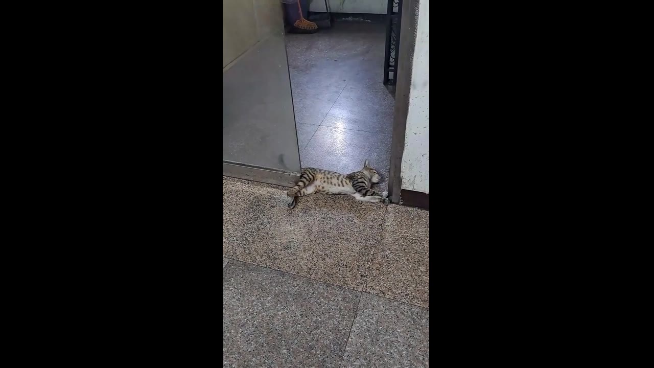 Fearless cat's close encounter: caught unscathed by sliding door