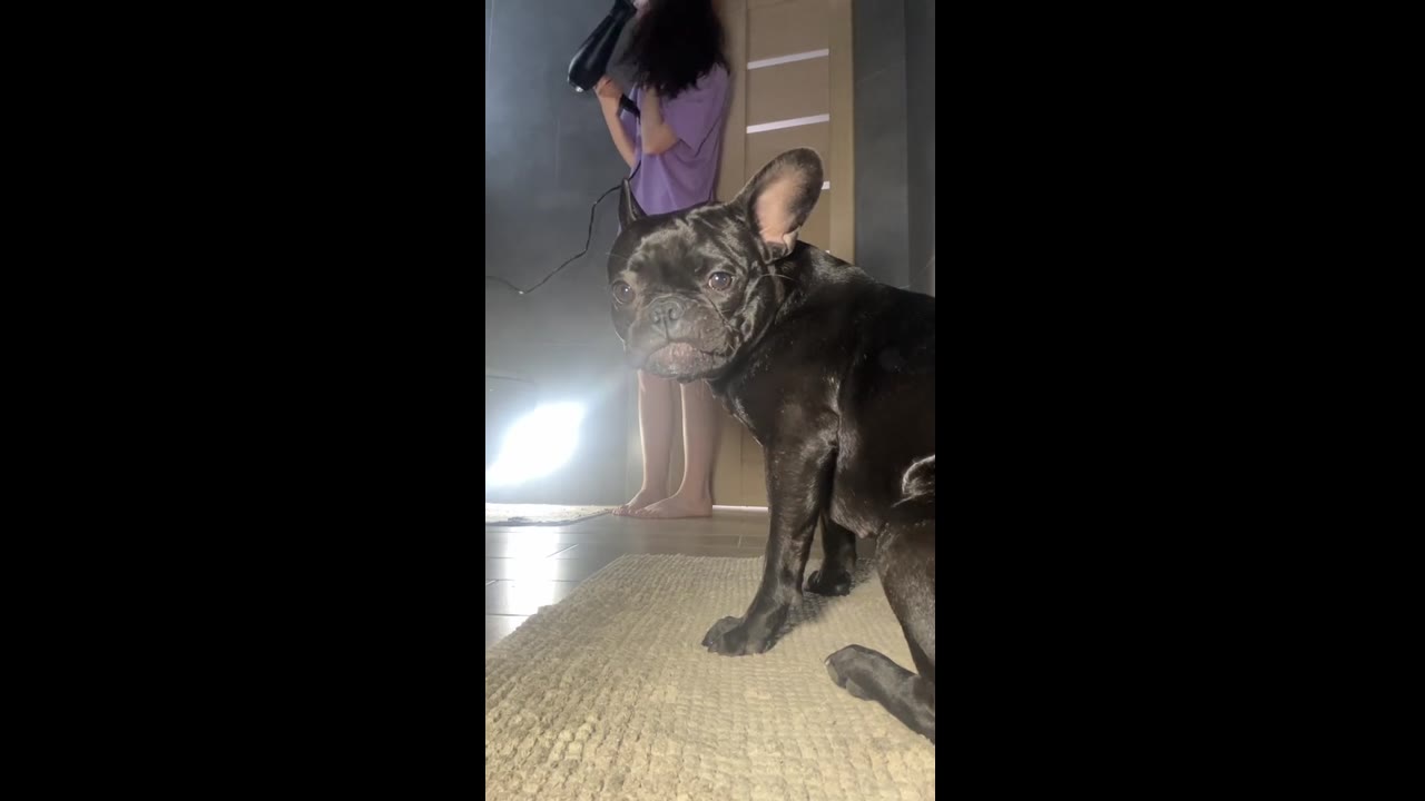 Adorable Mia: the bathroom buddy who loves bath time and hair dryers!