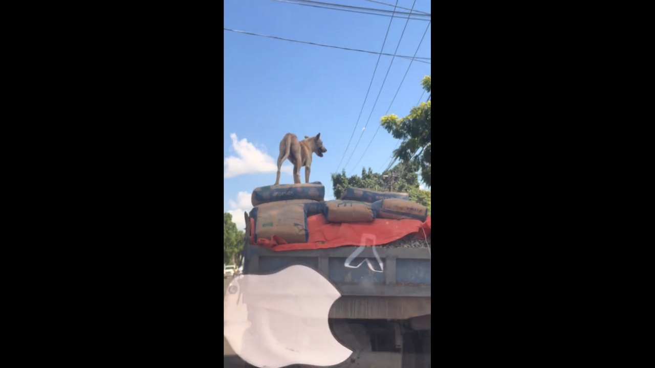 Dog stands on truck while driving in San Pedro de Macorís, Dominican Republic