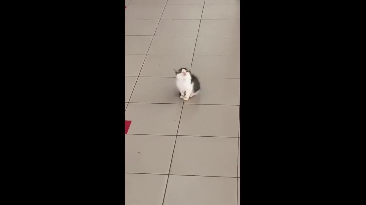 Adorable Kemaman kitten caught napping skyward in cute pose!