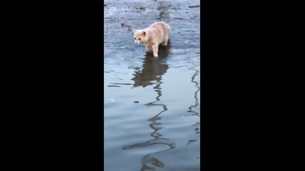 Purr-severance: resourceful cat finds a way across a puddle