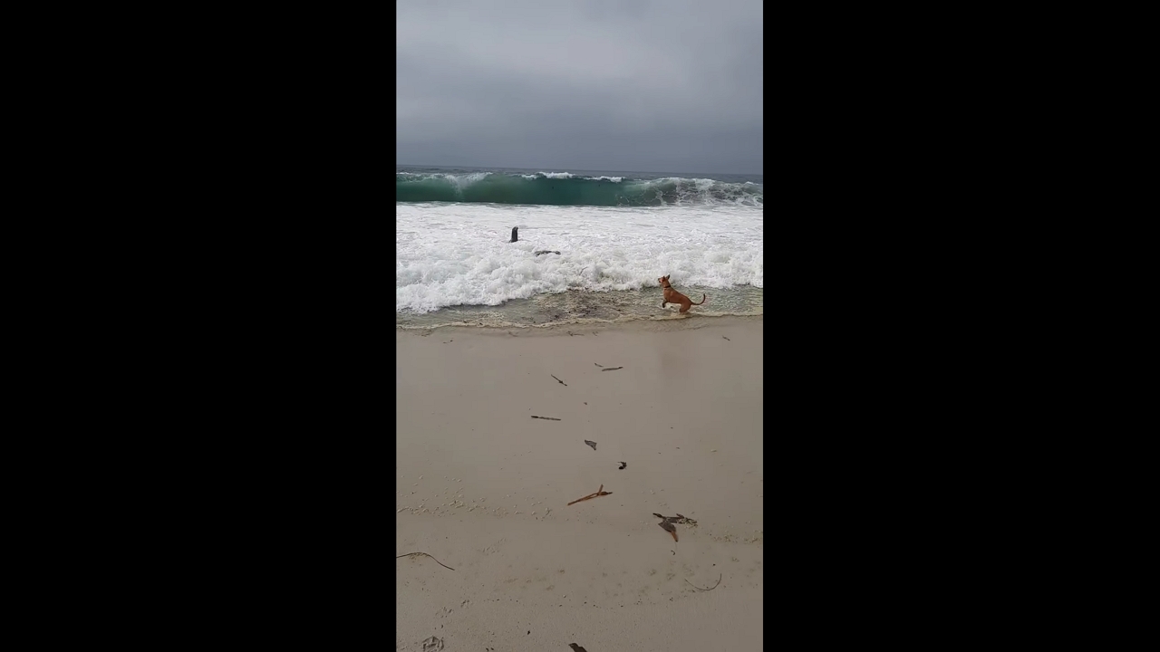 Dog playfully interacts with seal at Carmel Beach — California, USA