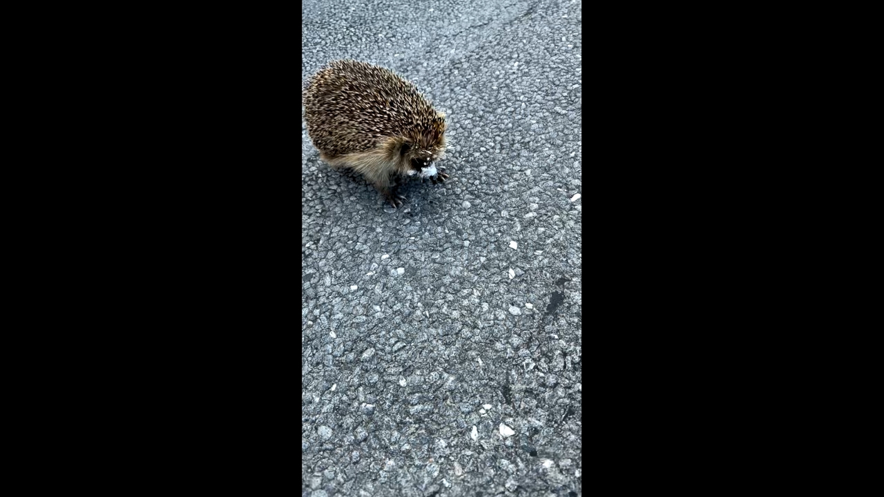 Motorist helps hedgehog trapped in discarded plastic cup in Skellefteå, Sweden