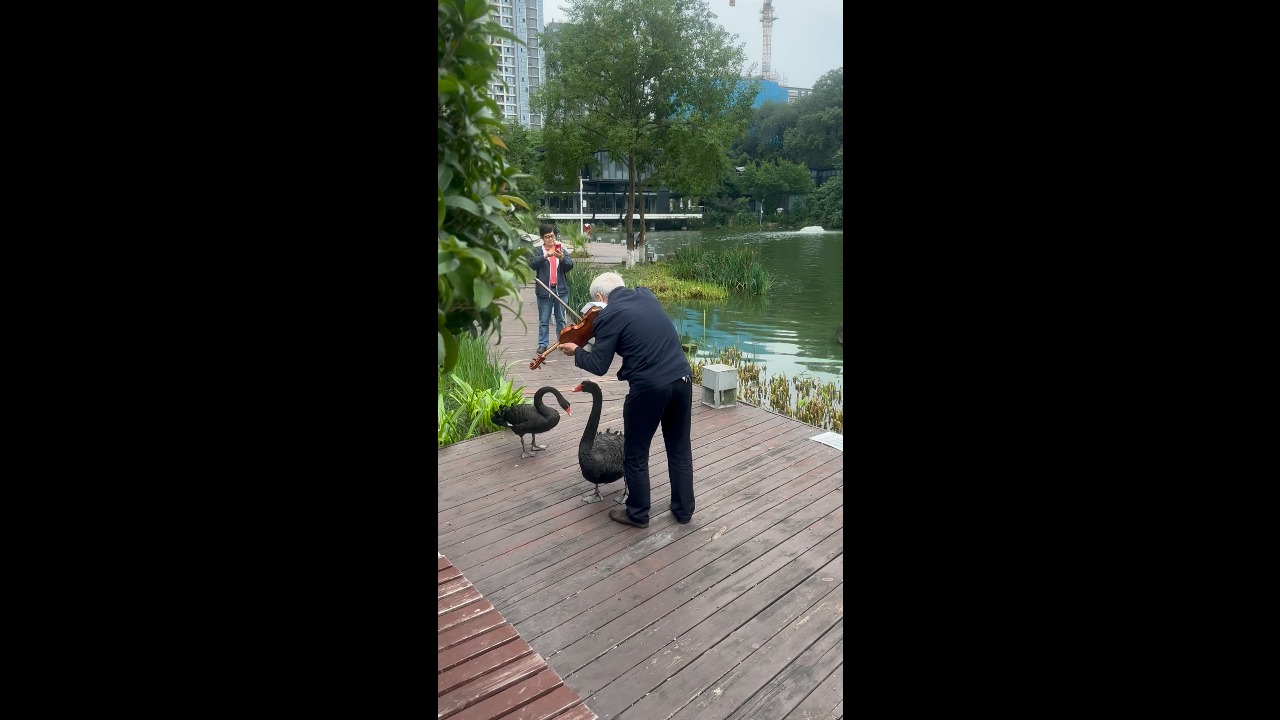 Elderly man plays violin as two black swans appear to sing along in Chongqing, China
