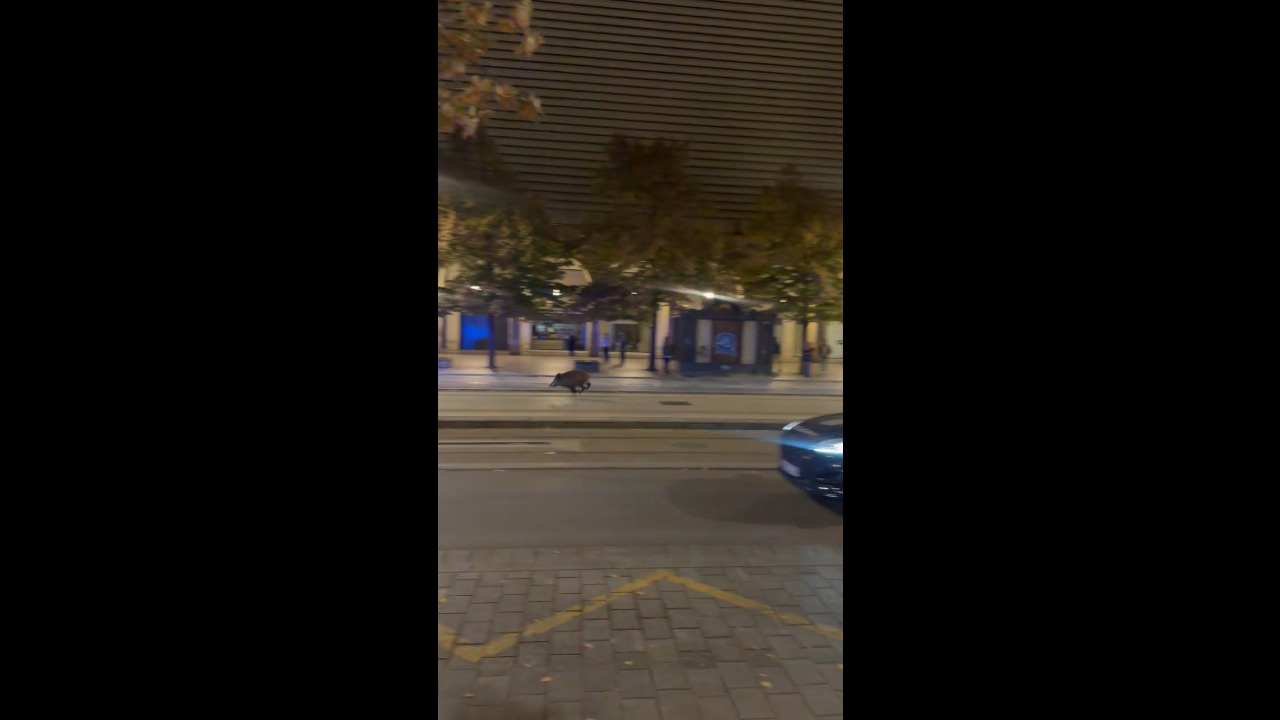 Wild boar runs through crowded festival streets before police end pursuit in Zaragoza, Spain