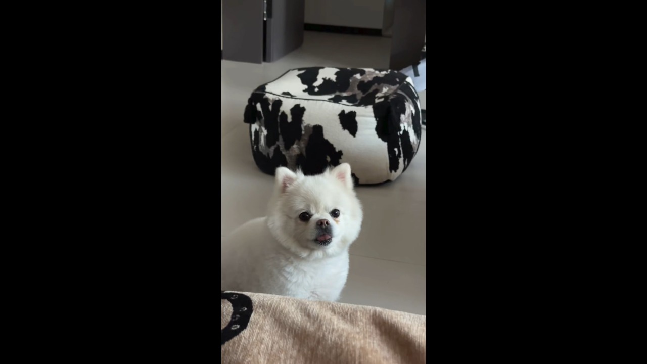 Funny dog rapidly sticks its tongue out while staring at its owner in Yinchuan, China