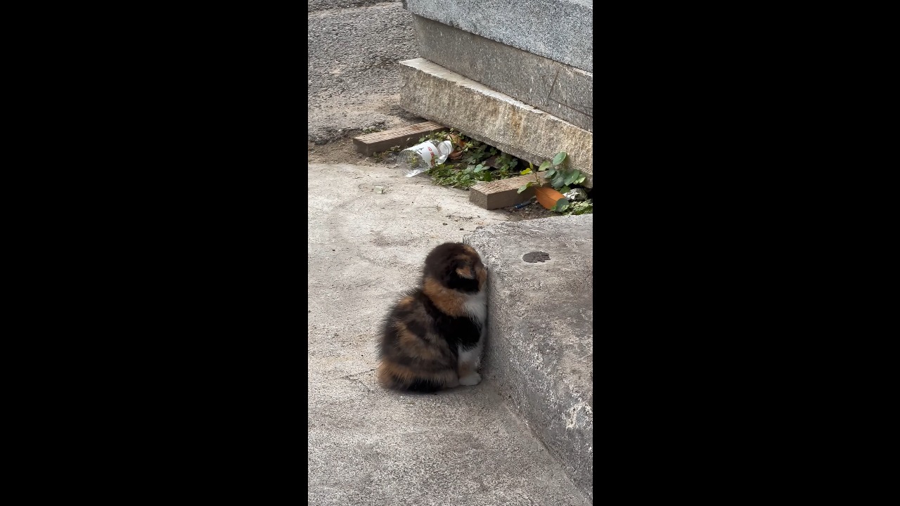 Fluffy calico kitten adorably hides its face against a concrete wall in Jiangsu, China