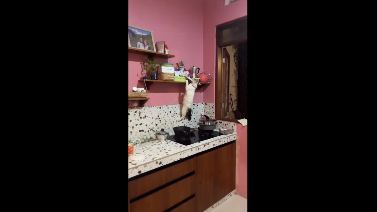 Adventurous calico cat, Bayik, conquers the kitchen shelf for Royal Canin delight!