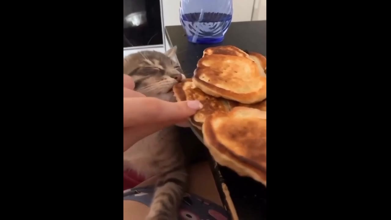 Adventures of Morty: the mischievous pancake bandit