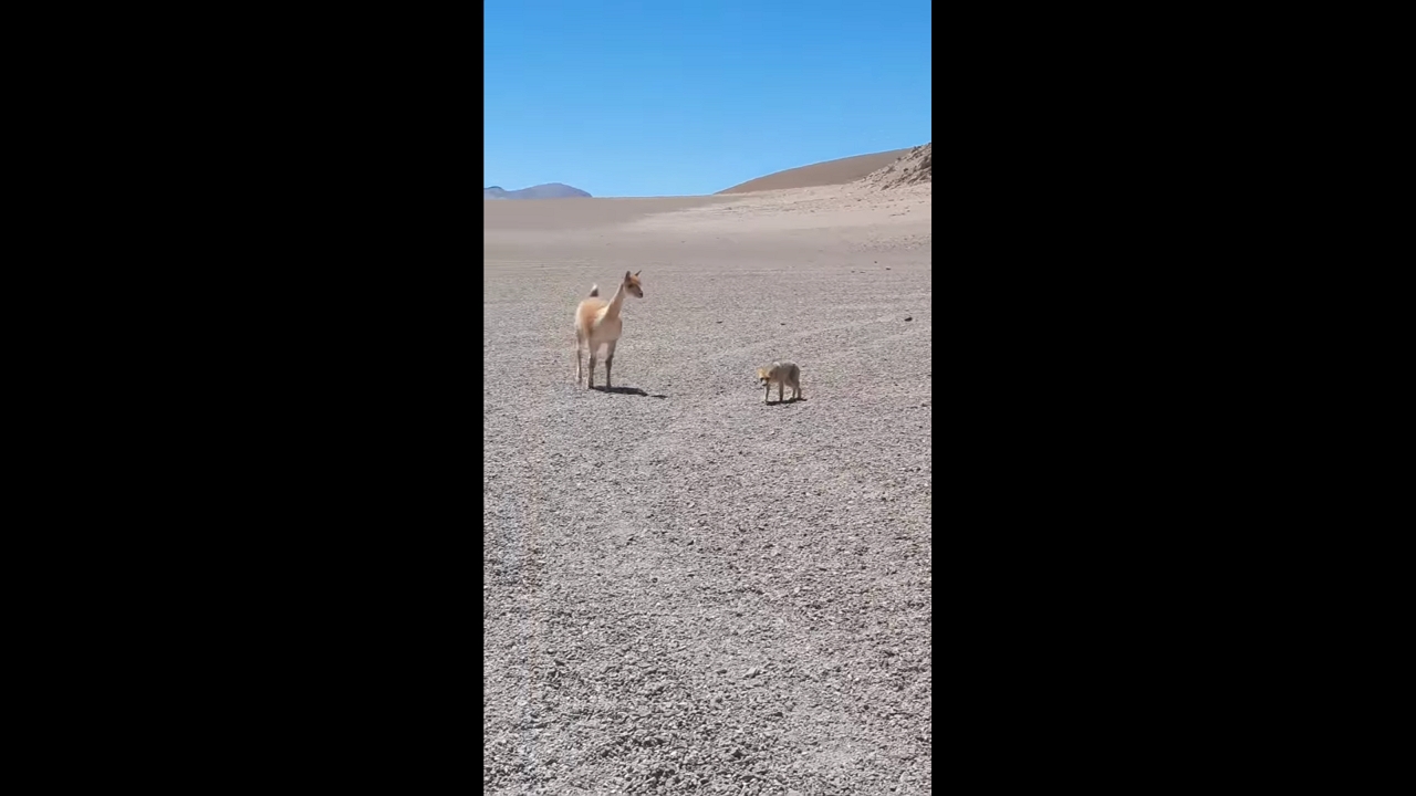 Vicuña chases fox in Catamarca, Argentina