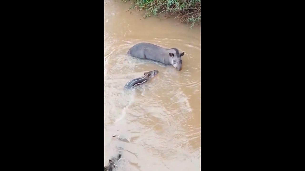 South American Tapir teaches calf to swim in Iguazú River slides