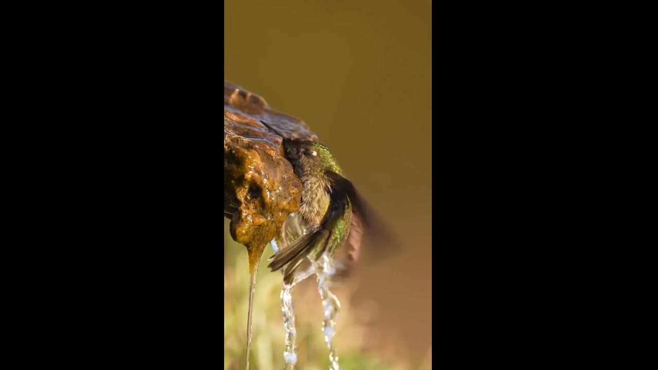 A captivating birth: the enchanting green-backed Firecrown at sunset