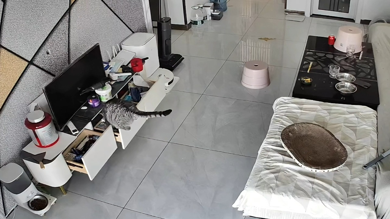 Curious cat triggers a television stand to topple over in a living room in Sichuan, China