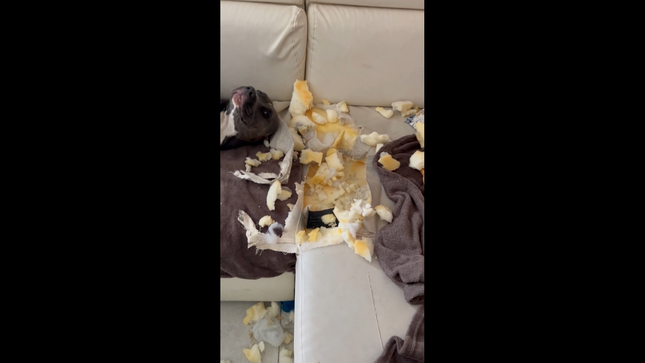 Two dogs make a mess of couch inside home in Częstochowa, Poland