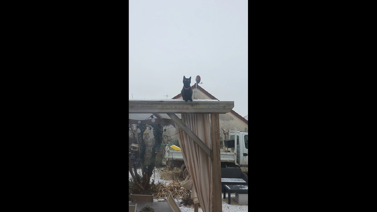 Cat jumps onto window from gazebo roof in Sainte-Livière, France