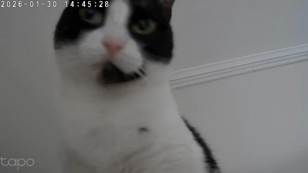 Cat knocks over camera in Pátra, Greece