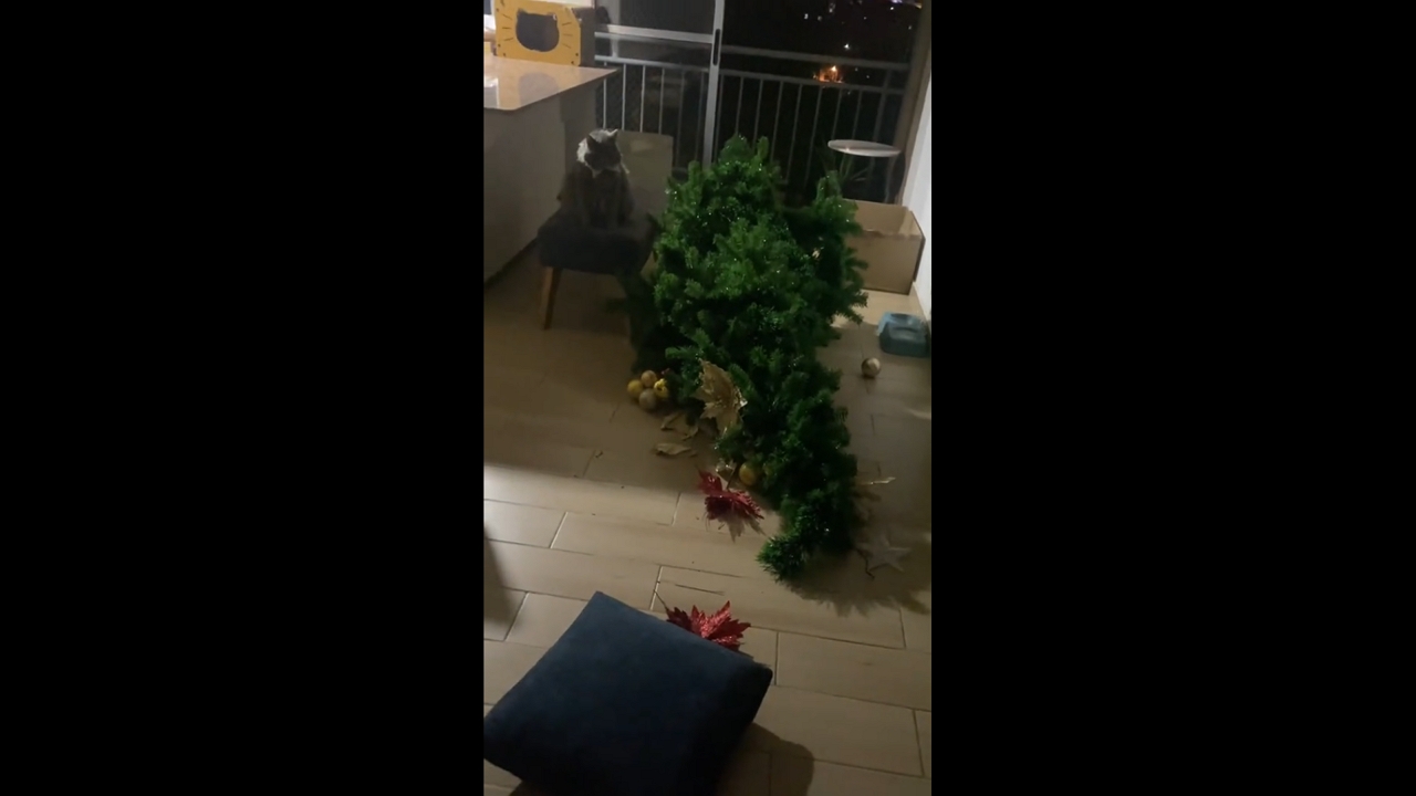Dog and cat caught after Christmas tree mishap in Medellín, Colombia
