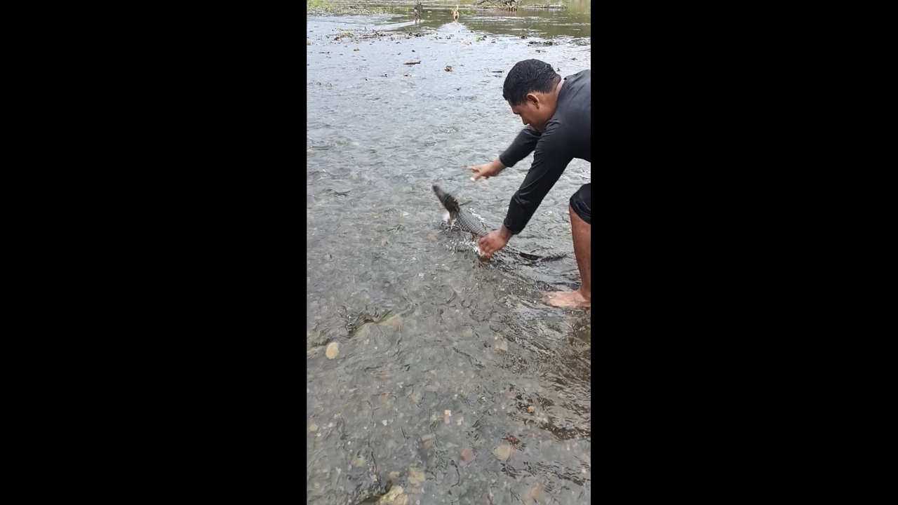 Young crocodile chases children after release in Chiriquí, Panama