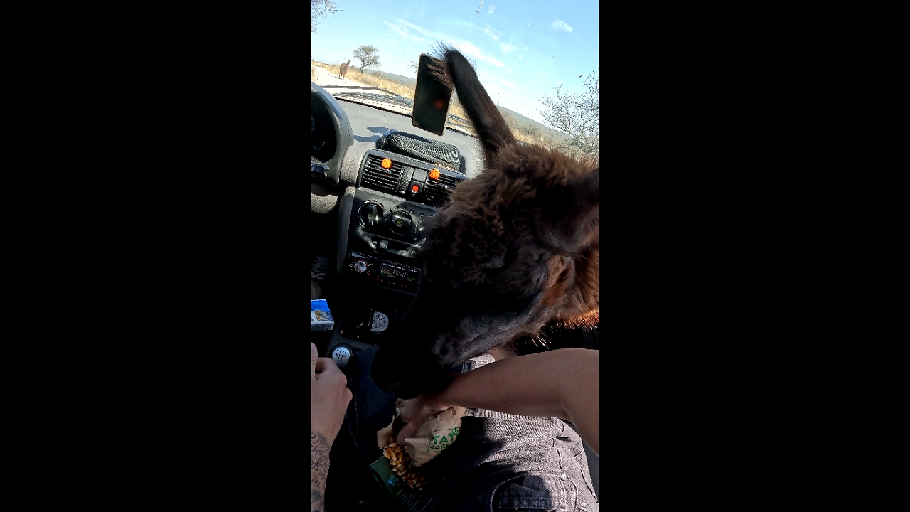 Alpacas stick heads into car for treats at Córdoba Animal Reserve, Argentina