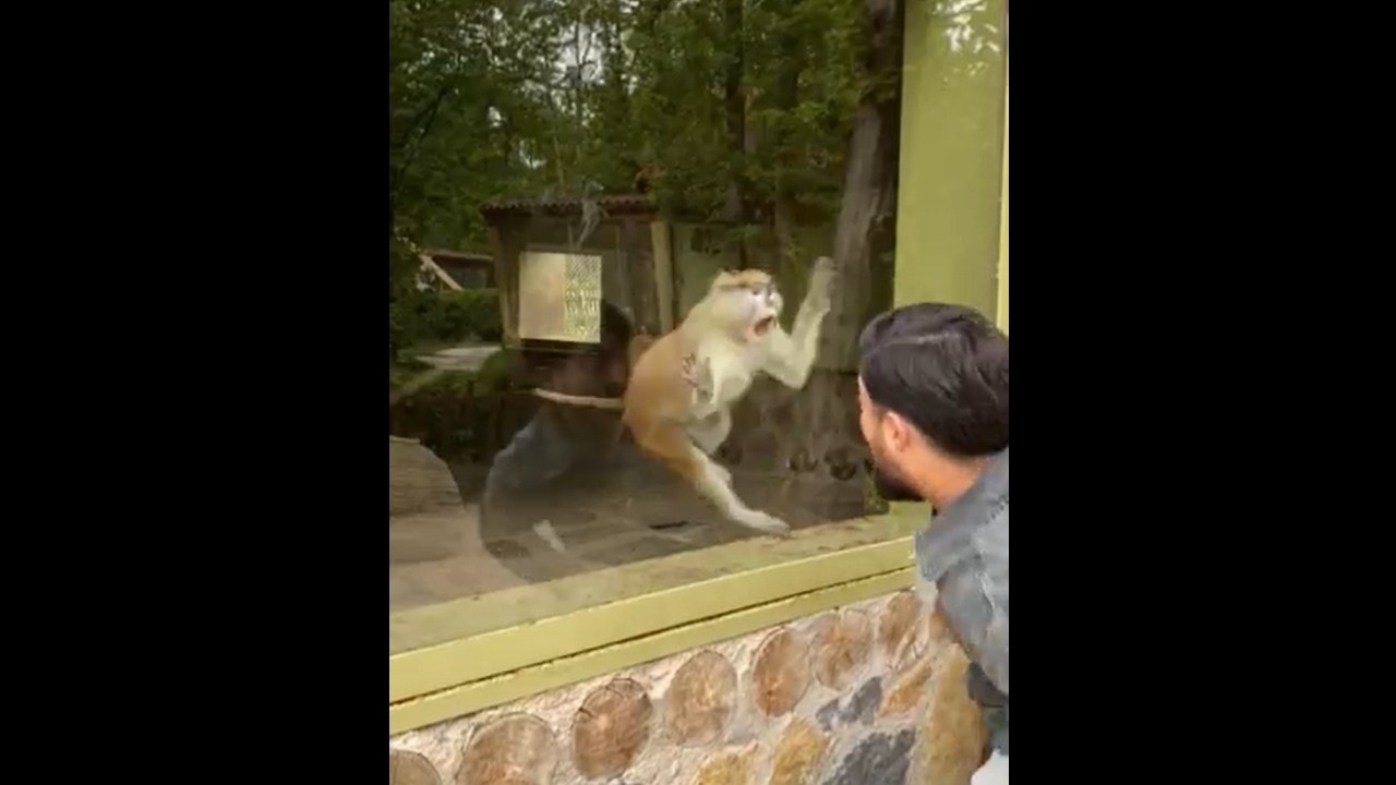 Monkey mimics person by opening mouth at enclosure in İzmit