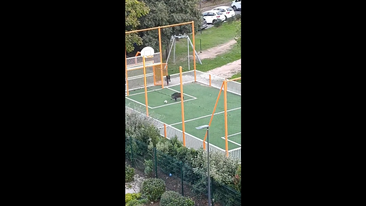 Wild boar nudges a football into the goal on a community pitch in Marseille, France