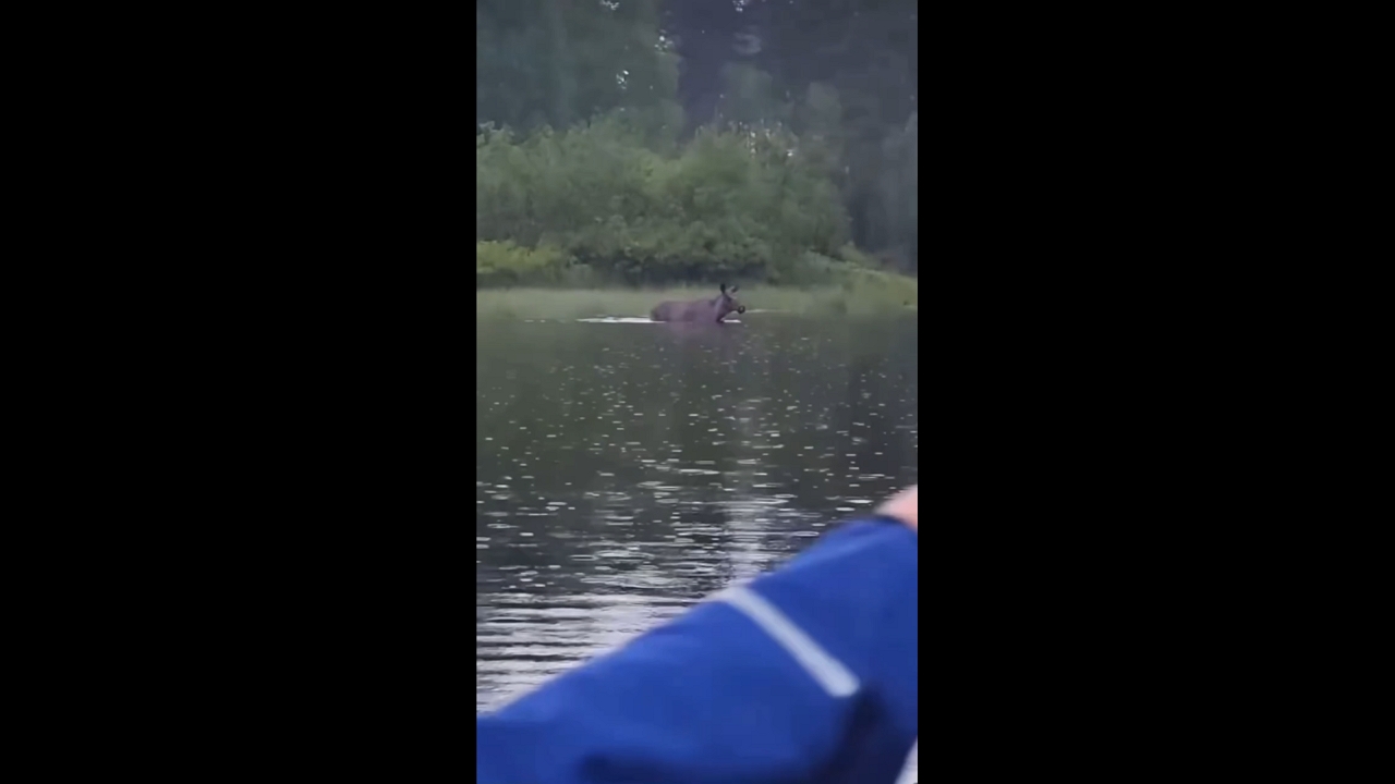 Moose wades through water to chase boaters in Sysslebäck, Sweden