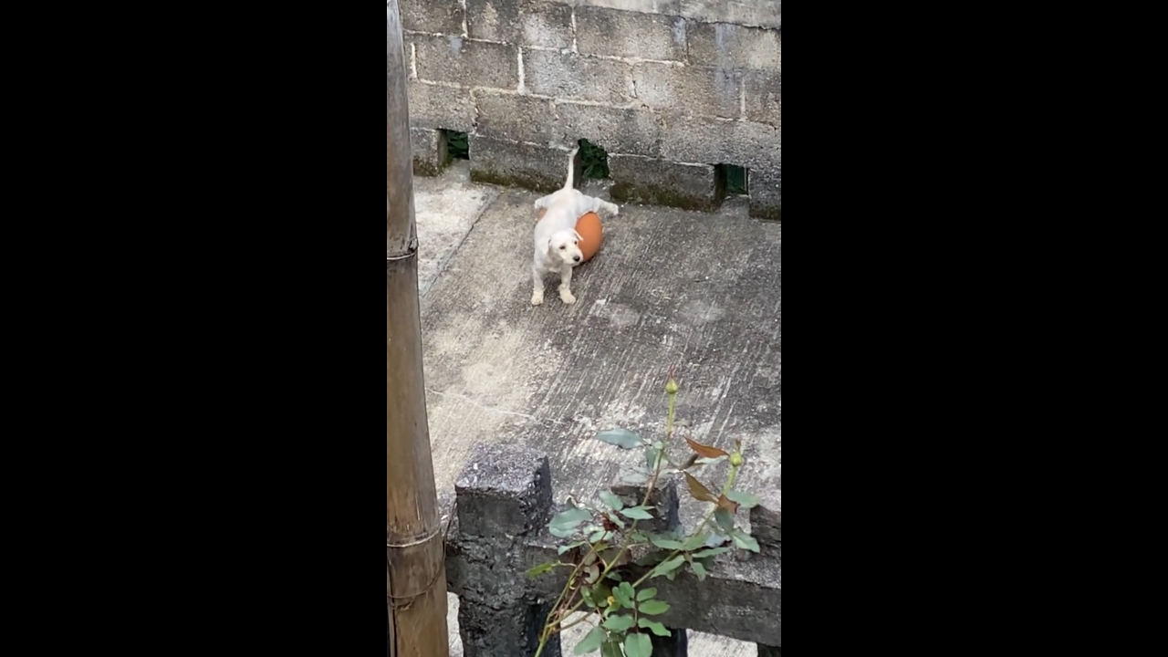 Dog struggles to stand with ball under belly in Chapulhuacán, Hidalgo